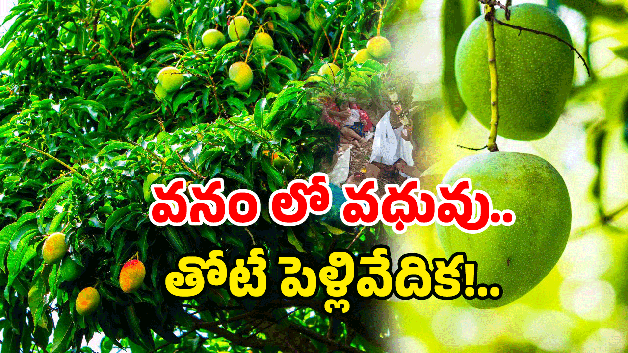 Mancherial district: మామిడి చెట్లకు పెళ్లి.. రైతన్న స్టైల్ లో రచ్చ!