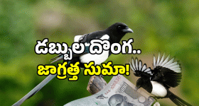 Viral Video: డబ్బులు చోరీ చేసిన పక్షి.. ఈ గ్యాంగ్ తో పని కాదు..