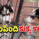 Hyderabad News: మధురానగర్ కేసులో సంచలన నిజాలు.. అసలు జరిగింది ఇదీ?