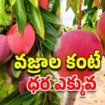Mango Miyazaki:  ఖమ్మంలో జపాన్ మామిడి మియాజాకీ, ఆ తోటకు కుక్కలు కాపలా