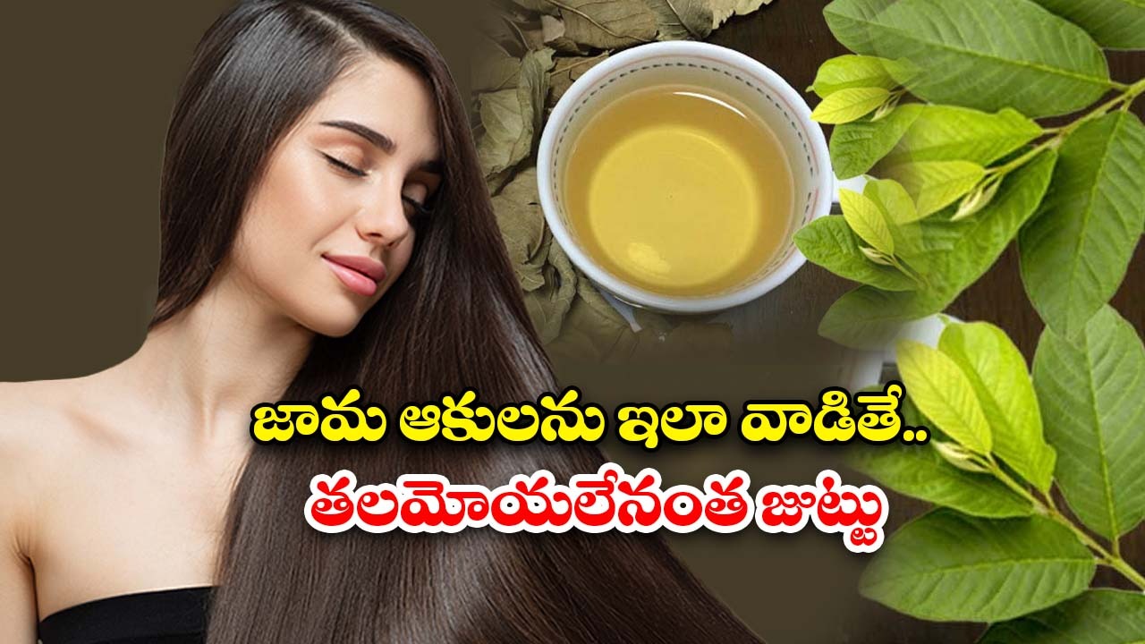 Guava Leaves For Hair Growth: జామ ఆకులను ఇలా వాడితే.. తలమోయలేనంత జుట్టు