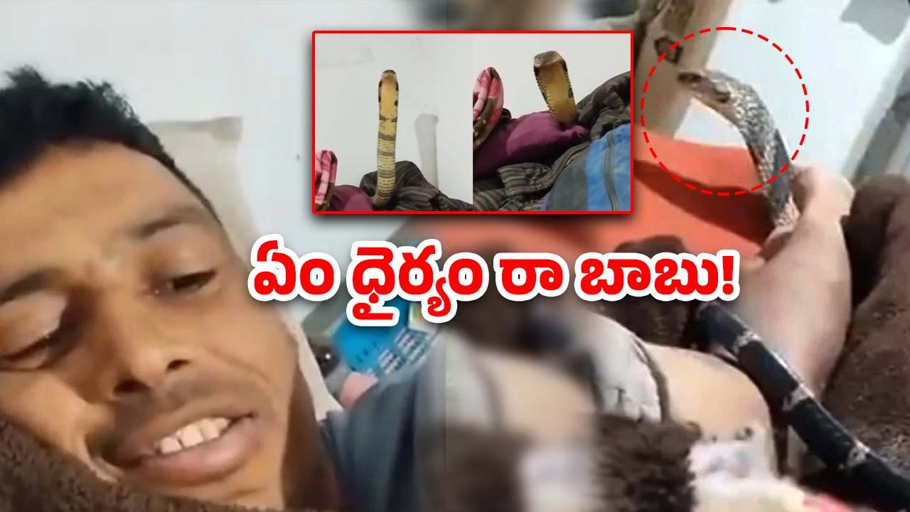 King Cobra on Bed: ఇంట్లో నిద్రపోతున్న యువకుడి బెడ్‌పై నాగుపాము.. అది చూసి ధైర్యంగా నవ్వుతూ