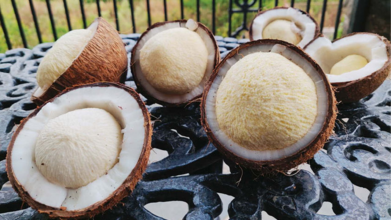 Coconut Flower: మీకు కొబ్బరి పువ్వు ప్రయోజనాలు తెలుసా?