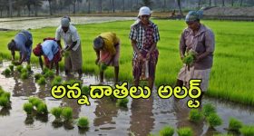 AP Govt: ఏపీలో రైతులకు శుభవార్త.. దరఖాస్తు ఈ విధంగా