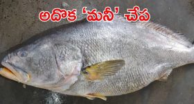 Telia Bhola Fish: ‘తెలియా భోలా ఫిష్’ పోషకాలెన్నో.. ఒక్కో చేప 33 లక్షలా? వైరల్ వీడియో