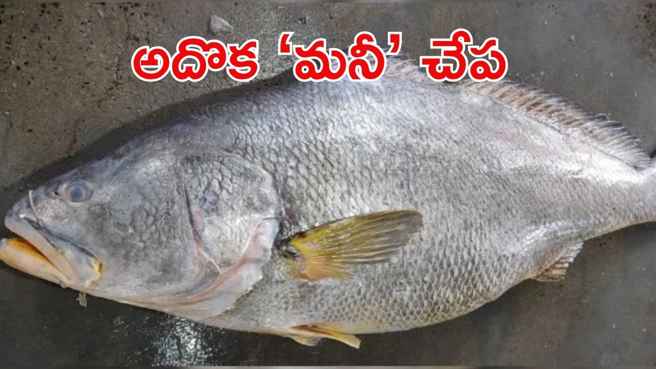 Telia Bhola Fish: ‘తెలియా భోలా ఫిష్’ పోషకాలెన్నో.. ఒక్కో చేప 33 లక్షలా? వైరల్ వీడియో