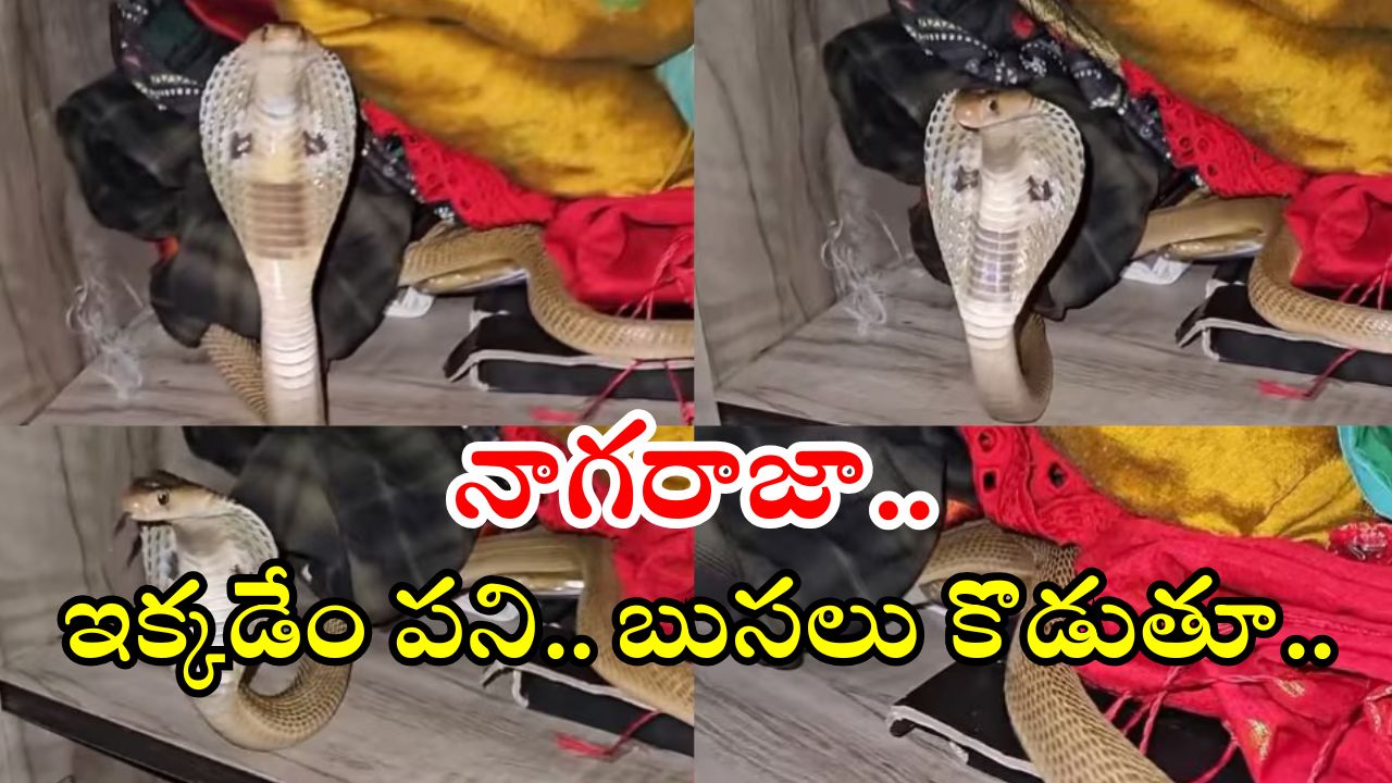Cobra Snake: దేవుడా.. ఇంత పెద్ద నాగుపాము ఇంట్లోకి వచ్చి.. బుసలు కొడుతూ, వీడియో వైరల్