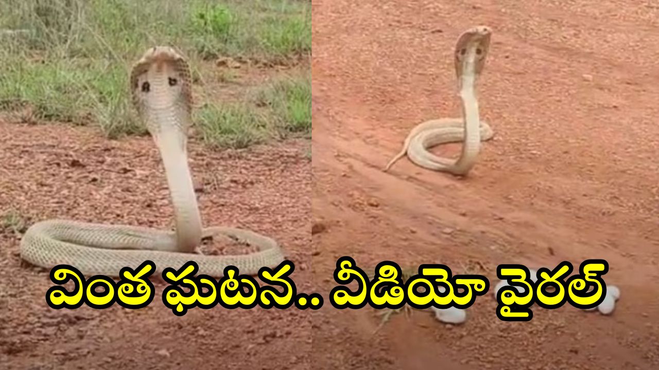 Cobra: వామ్మో.. రాత్రికి రాత్రే ఈ రెండు నాగుపాములు చేసిన పనికి..? వీడియో వైరల్