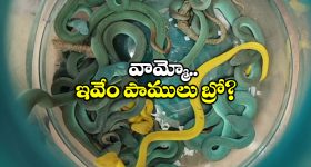 Snakes At Airport: బ్యాగు నిండా పాములు, ఓపెన్ చేసి చూసి షాకైన ఎయిర్ పోర్టు అధికారులు!