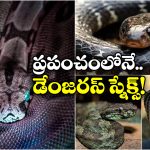 Deadliest Snakes: ఈ పాములు కరిస్తే.. మీ పరిస్థితి ఎంత దారుణంగా ఉంటుందో తెలుసా? బతికితే వింతే!