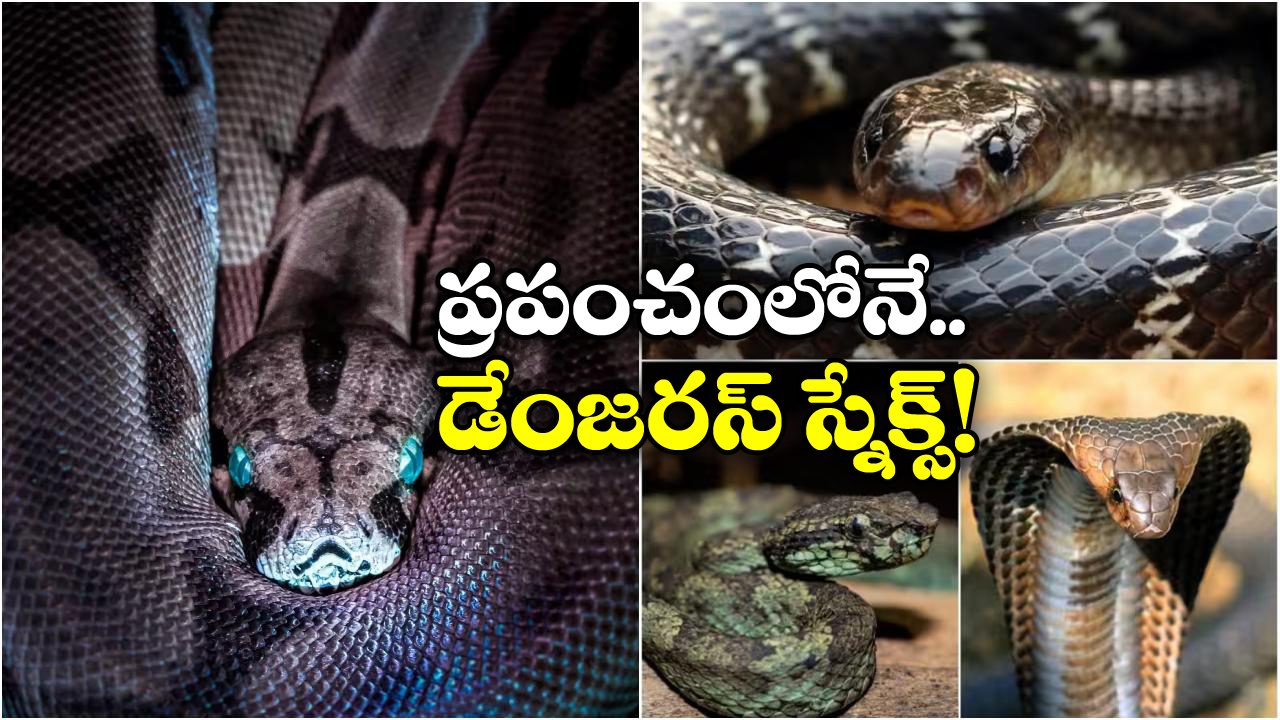 Deadliest Snakes: ఈ పాములు కరిస్తే.. మీ పరిస్థితి ఎంత దారుణంగా ఉంటుందో తెలుసా? బతికితే వింతే!