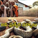 100 Snakes In House: అర్ధరాత్రి కలకలం.. రైతు ఇంట్లో 100 పాములు.. గ్రామస్తులు ఎంత తప్పు చేశారంటే?