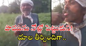 Snake Video: పాముతో చెలగాటమా.. నాలుకతో తాకుతూ.. చివరకు దూలతీర్చిందా!