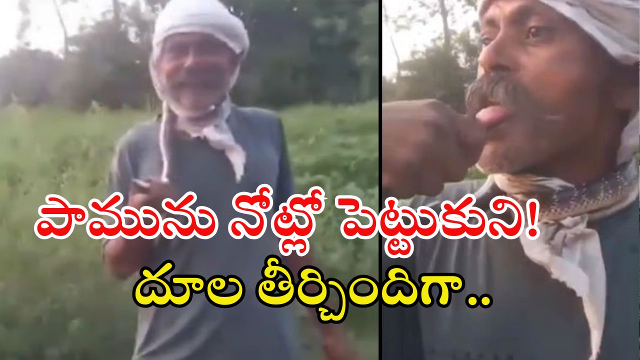 Snake Video: పాముతో చెలగాటమా.. నాలుకతో తాకుతూ.. చివరకు దూలతీర్చిందా!