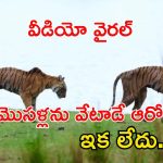 Arrowhead Tiger: అడవినే దడపుట్టించిన ఆరోహెడ్ టైగర్ ఇక లేదు.. చివరి వీడియో వైరల్