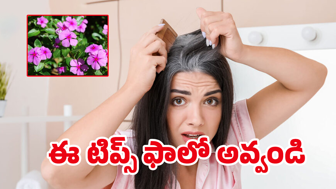White Hair Tips: చిన్న వయస్సులోనే తెల్లజుట్టు వస్తుందా? మీ సమస్యకు ఇదిగో పరిష్కారం