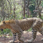Leopard In Tirumala: శ్రీవారి మెట్టు వద్ద చిరుత సంచారం.. టీటీడీ అధికారులు ఏమన్నారంటే..?