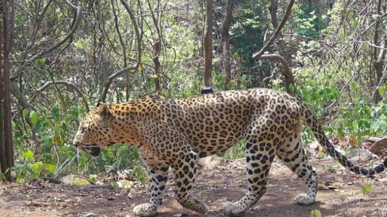 Leopard In Tirumala: శ్రీవారి మెట్టు వద్ద చిరుత సంచారం.. టీటీడీ అధికారులు ఏమన్నారంటే..?