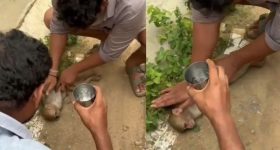 Viral Video : కోతికి కరెంట్ షాక్.. CPR చేస్తే.. కాసేపటికే...