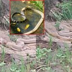 Viral Video : జెర్రిపోతును మింగిన నాగు పాము.. స్నేక్ ఫైటింగ్.. వీడియో వైరల్