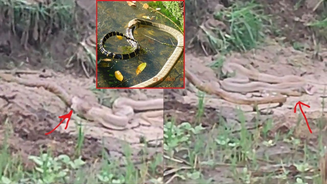 Viral Video : జెర్రిపోతును మింగిన నాగు పాము.. స్నేక్ ఫైటింగ్.. వీడియో వైరల్