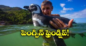 Finn Allen : గేల్ రికార్డు బ్రేక్.. న్యూజిలాండ్ ఓపెనర్ సిక్సర్లతో ఊచకోత