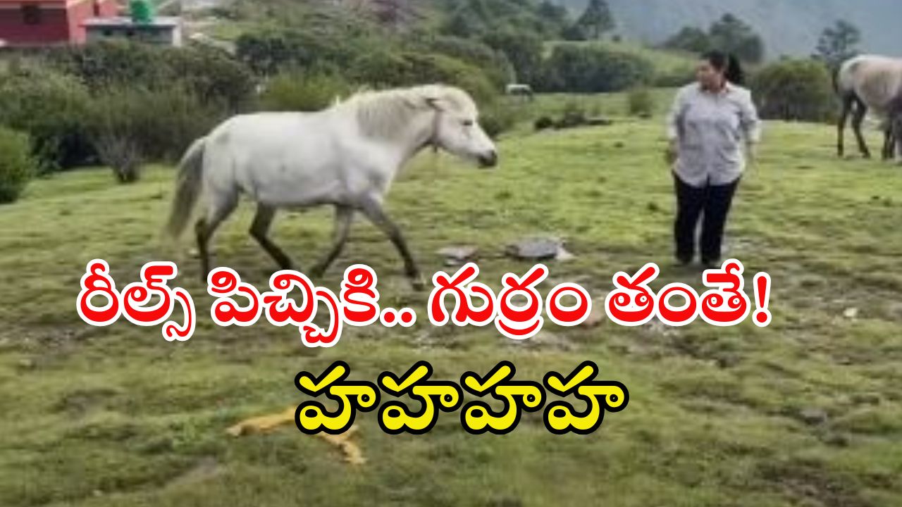 Watch Video: గుర్రం దగ్గర గెంతులా? వెనక్కి తిరిగి మరీ తన్నిందిగా.. ఈ వీడియో చూస్తే నవ్వు ఆగదు