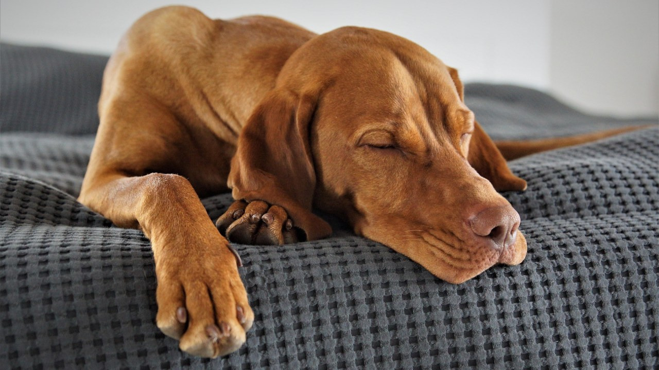 Dog Dreams: కుక్కలకు వచ్చే కలలు ఇవే.. మీరు అస్సలు నమ్మలేరు