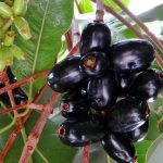 Diabetes: డయాబెటిస్ ఉన్నవారు ప్రతిరోజూ ఈ పండు తినండి చాలు, మందులు లేకుండానే చక్కెర స్థాయిలు తగ్గుతాయి