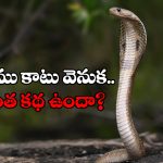 Snake Bite: పాము తొలిసారి కాటు వేసినప్పుడు విషం విడుదల చేయదా? ఎందుకలా?
