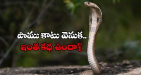 Snake Bite: పాము తొలిసారి కాటు వేసినప్పుడు విషం విడుదల చేయదా? ఎందుకలా?