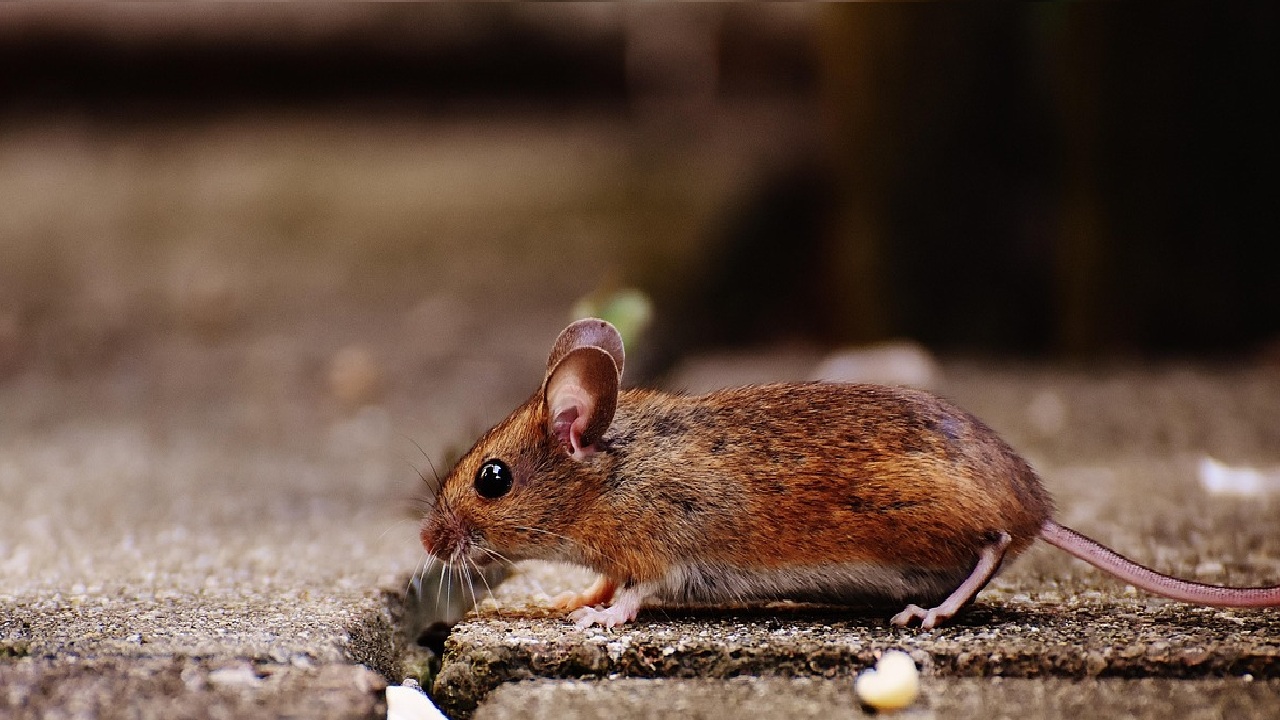 Prevent Mice: ఇంట్లోకి ఎలుకలు చేరకుండా  ఉండాలంటే ఈ ఐదు చిట్కాలు ఫాలో అవ్వండి