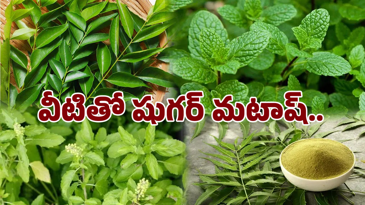 Diabetes control: ఈ ఆకులతో షుగర్ పరార్..! రోజూ ఇలా తీసుకున్నారంటే జన్మలో రాదు