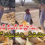 Viral Video: భారీ నాగుపామును నాగస్వరంతో ఊది, చేతితో పట్టుకుని.. చివరకు! వీడియో వైరల్