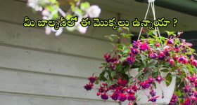 Hanging Basket Plants: మీ బాల్కనీలో ఈ మొక్కలు పెడితే.. ఇంటి లుక్ పూర్తిగా మారిపోతుంది !