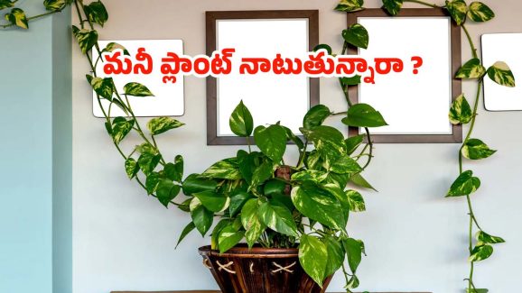 Vastu Tips For Money Plant: మొదటి సారి ఇంట్లో మనీ ప్లాంట్ నాటుతున్నారా ?  ఈ వాస్తు టిప్స్ పాటించండి
