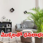 Vastu Tips: ఈ మొక్కలు మీ ఇంట్లో ఉంటే.. లక్ష్మీ దేవి కటాక్షం ఉన్నట్లే