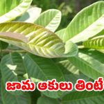 Guava Leaves: ఉదయం పూట ఖాళీ కడుపుతో జామ ఆకులు తింటే.. ?