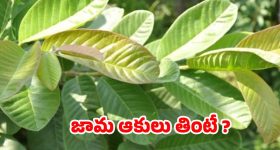 Guava Leaves: ఉదయం పూట ఖాళీ కడుపుతో జామ ఆకులు తింటే.. ?