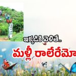 AP Tourism Jungle Safari: 160 రకాల సీతాకోకచిలుకలు.. లక్షల్లో ఒకే చోట.. ఏపీలో ఇక్కడికి వెళ్లండి!