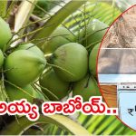 Coconut: కొండెక్కిన కొబ్బరికాయ ధర.. శ్రావణం మొదలైతే, రంగంలోకి డ్రోన్లు?