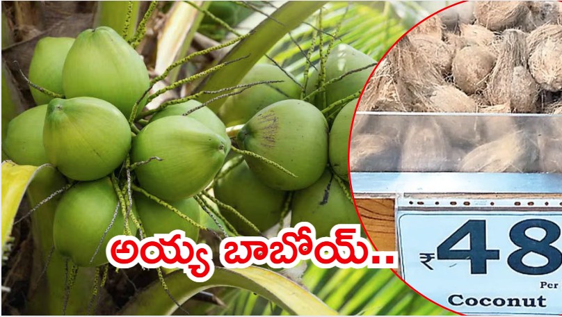 Coconut: కొండెక్కిన కొబ్బరికాయ ధర.. శ్రావణం మొదలైతే, రంగంలోకి డ్రోన్లు?
