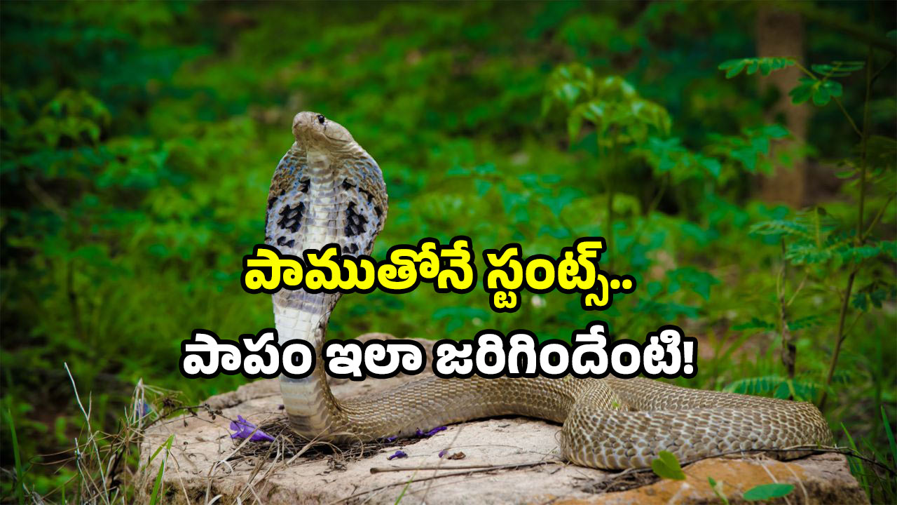 Snake: నాగుపాము ముందు స్టెప్పులు.. మందుబాబు నిర్వాకం.. చివరికి?