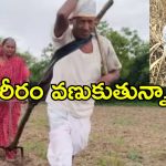 Elderly Farmer Hardship: వృద్ధాప్యంలో కటిక పేదరికం.. ఎద్దులకు బదులు స్వయంగా పొలం దున్నుతున్న 75 ఏళ్ల రైతు..