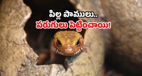 Poisonous snake news: పాముల వలయంలో ఆ గ్రామం.. విషనాగు గుడ్ల కలకలం.. అసలేం జరిగిందంటే?