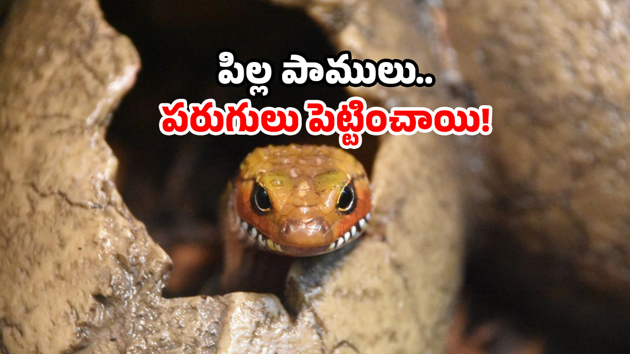 Poisonous snake news: పాముల వలయంలో ఆ గ్రామం.. విషనాగు గుడ్ల కలకలం.. అసలేం జరిగిందంటే?