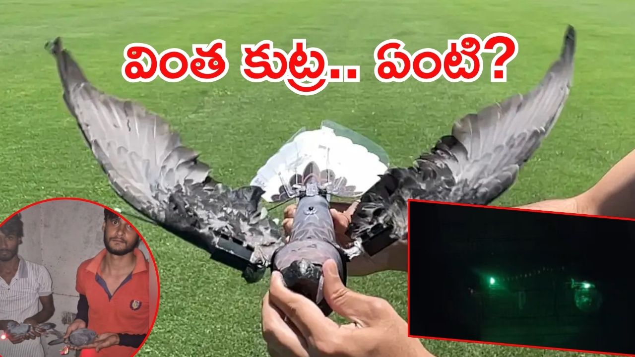 Viral Video: పావురాలతో భయం.. బుక్కైన యువకులు, వైరల్ వీడియో