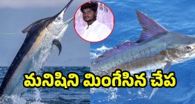 Anakapalli News: నడి సముద్రంలో 200 కిలోల చేపకు గాలం.. కట్ చేస్తే మత్స్యకారుడు మిస్సింగ్.. ఏం జరిగిందంటే?