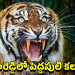Tiger Hulchul in Kamareddy District: కామారెడ్డి జిల్లాలో టెన్షన్.. టెన్షన్.. గ్రామస్థులకు నిద్ర పట్టకుండా చేస్తున్న పెద్దపులి
