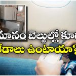 Cabin Crew Seats:  ప్యాసింజర్లతో పోల్చితే క్యాబిన్ క్రూ సీట్ బెల్ట్స్ డిఫరెంట్ గా ఉంటాయి, ఎందుకో తెలుసా?